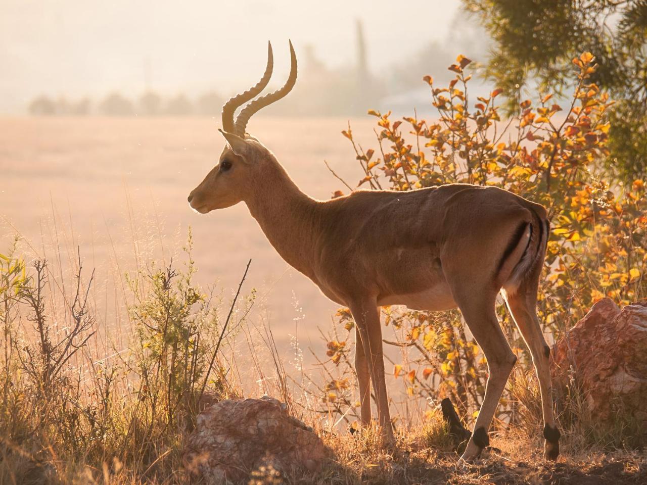 Kloofzicht Lodge & Spa Крюгерсдорп Екстер'єр фото Greater kudu